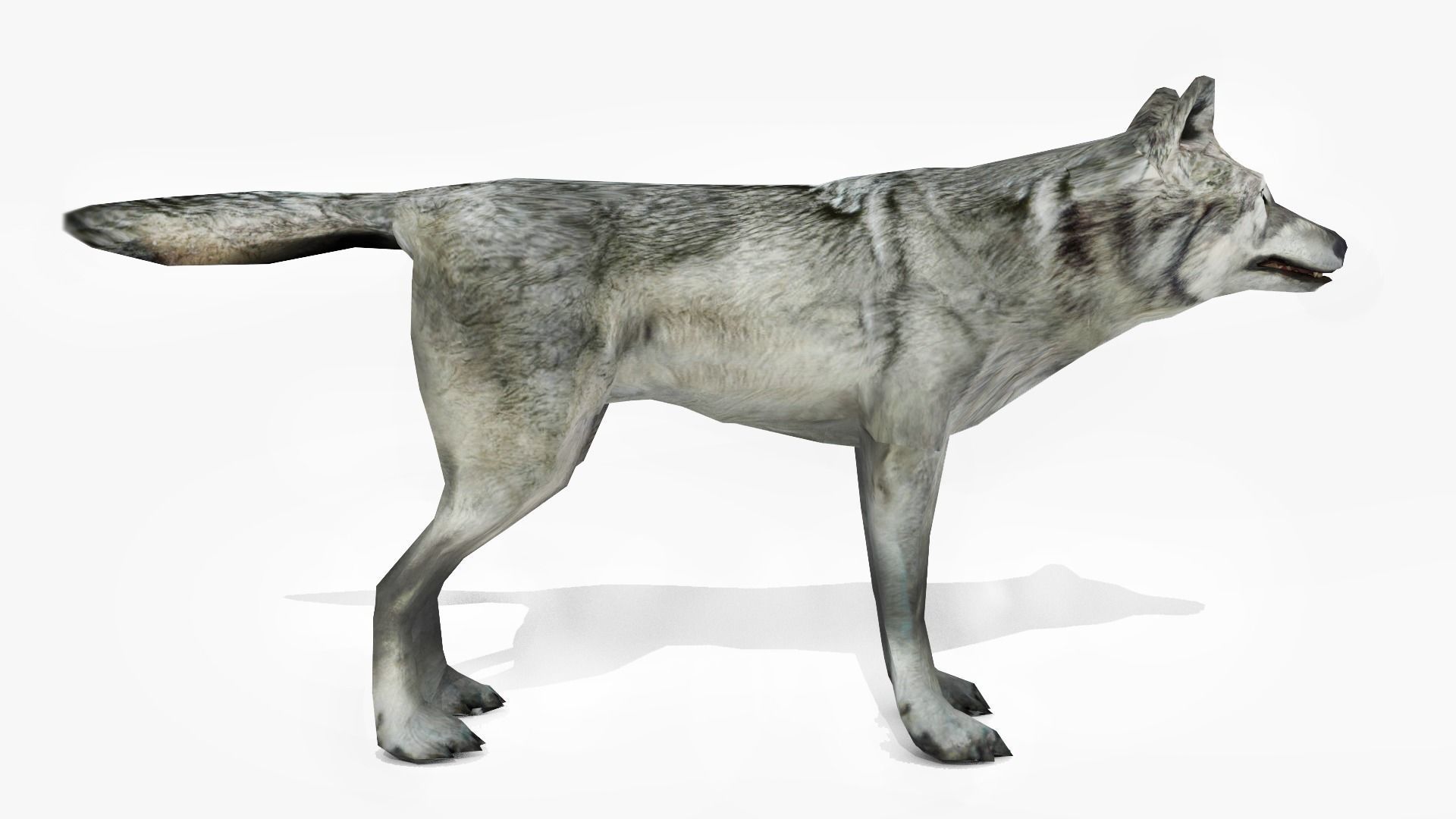 Wolf - Animated Low-poly 3D model_5