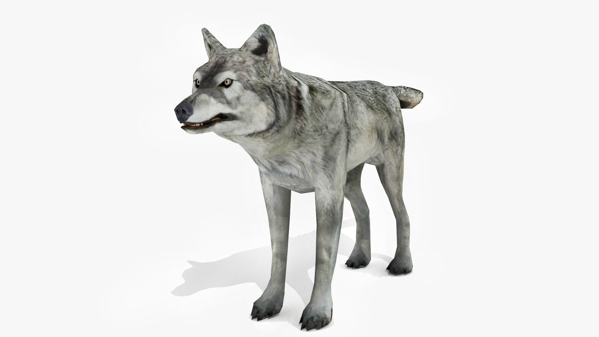 Wolf - Animated Low-poly 3D model_4