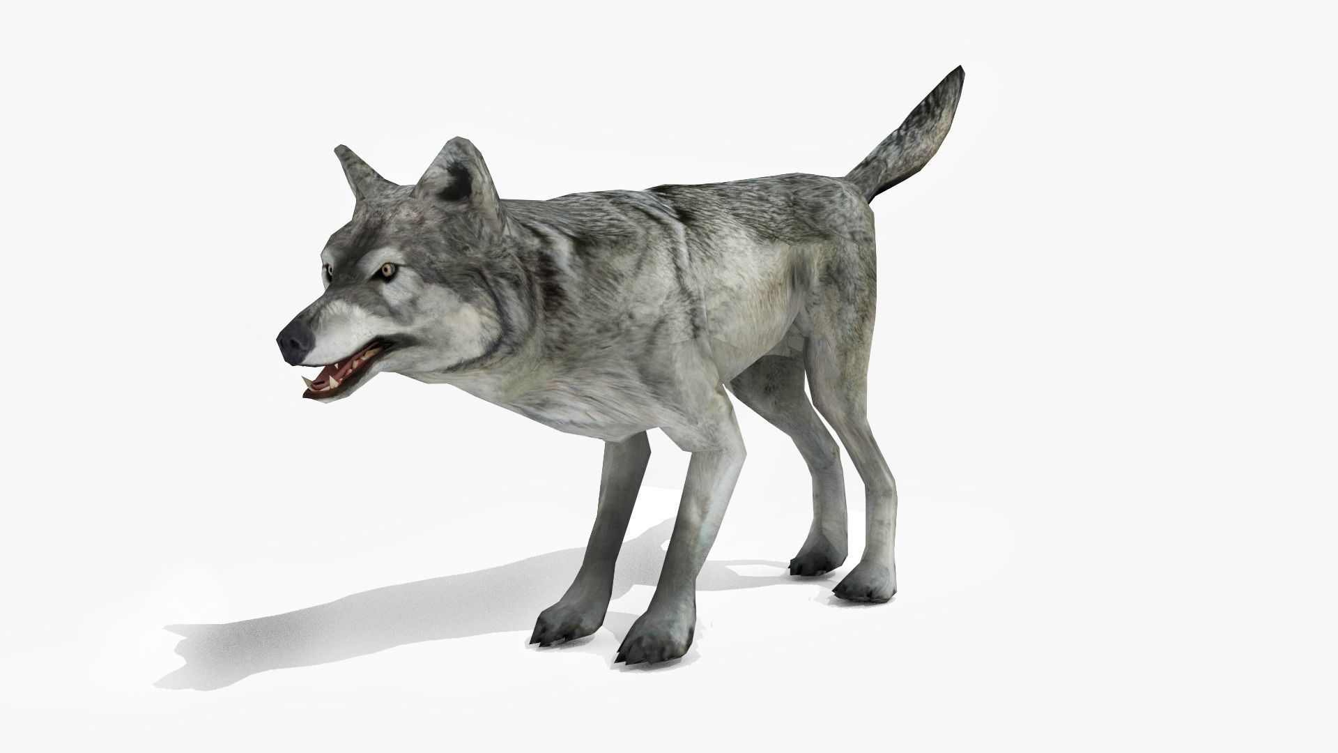 Wolf - Animated Low-poly 3D model_7
