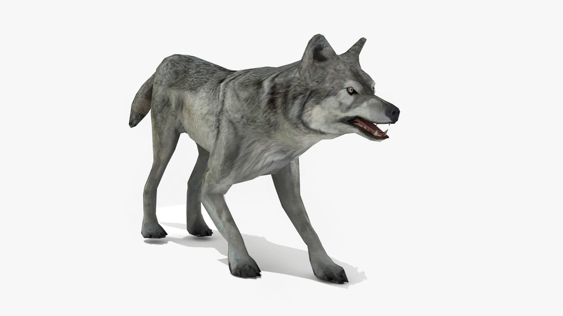 Wolf - Animated Low-poly 3D model_3