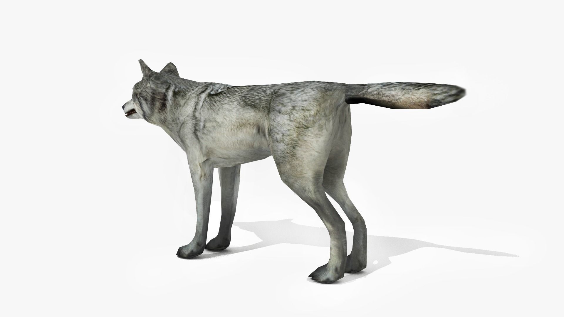 Wolf - Animated Low-poly 3D model_2