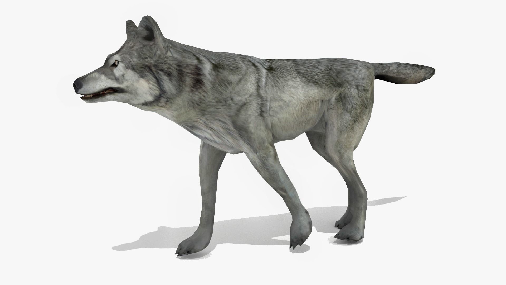 Wolf - Animated Low-poly 3D model_1