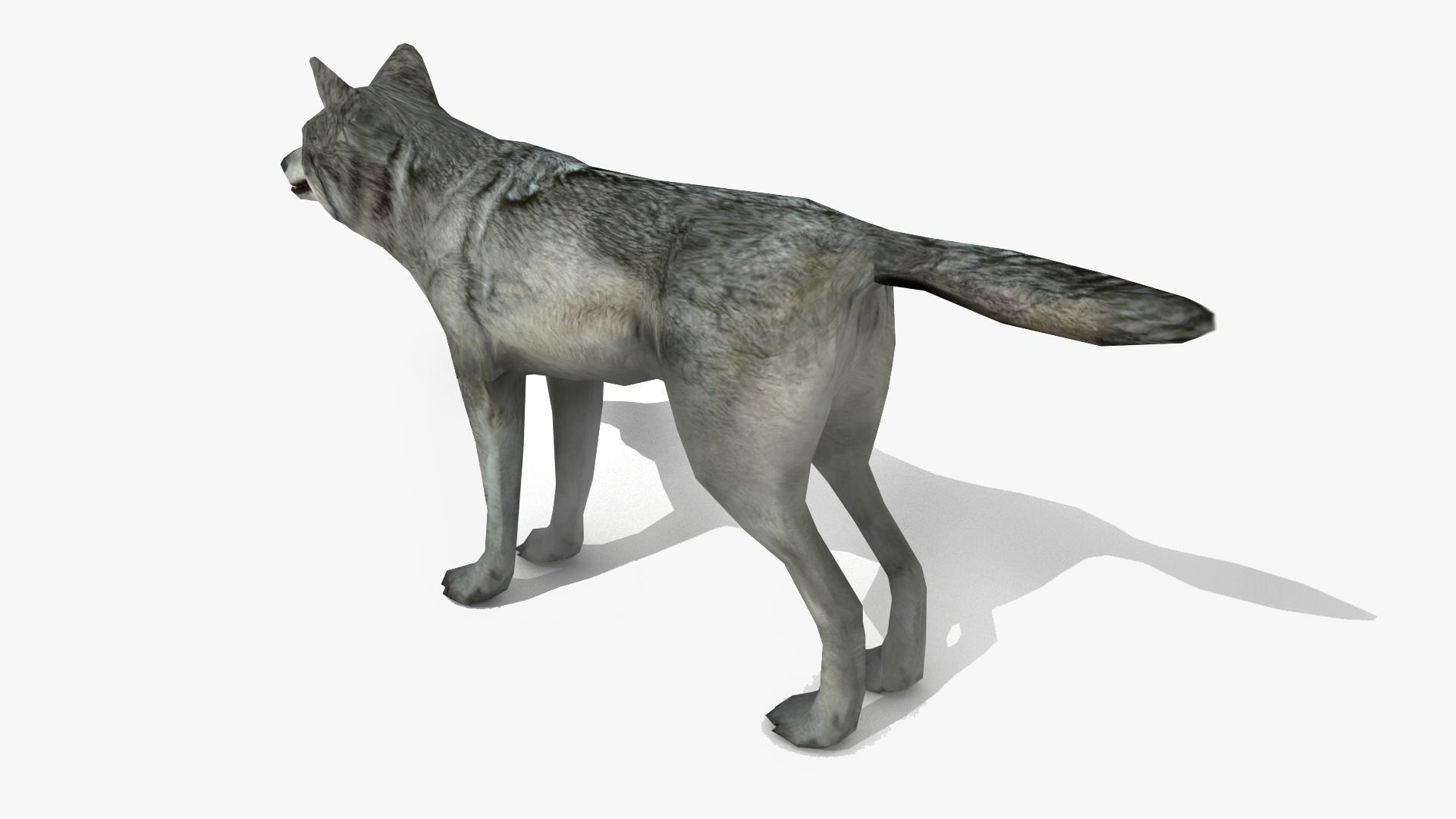 Wolf - Animated Low-poly 3D model_6