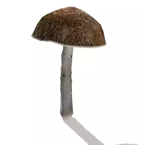 Mushroom - 00017