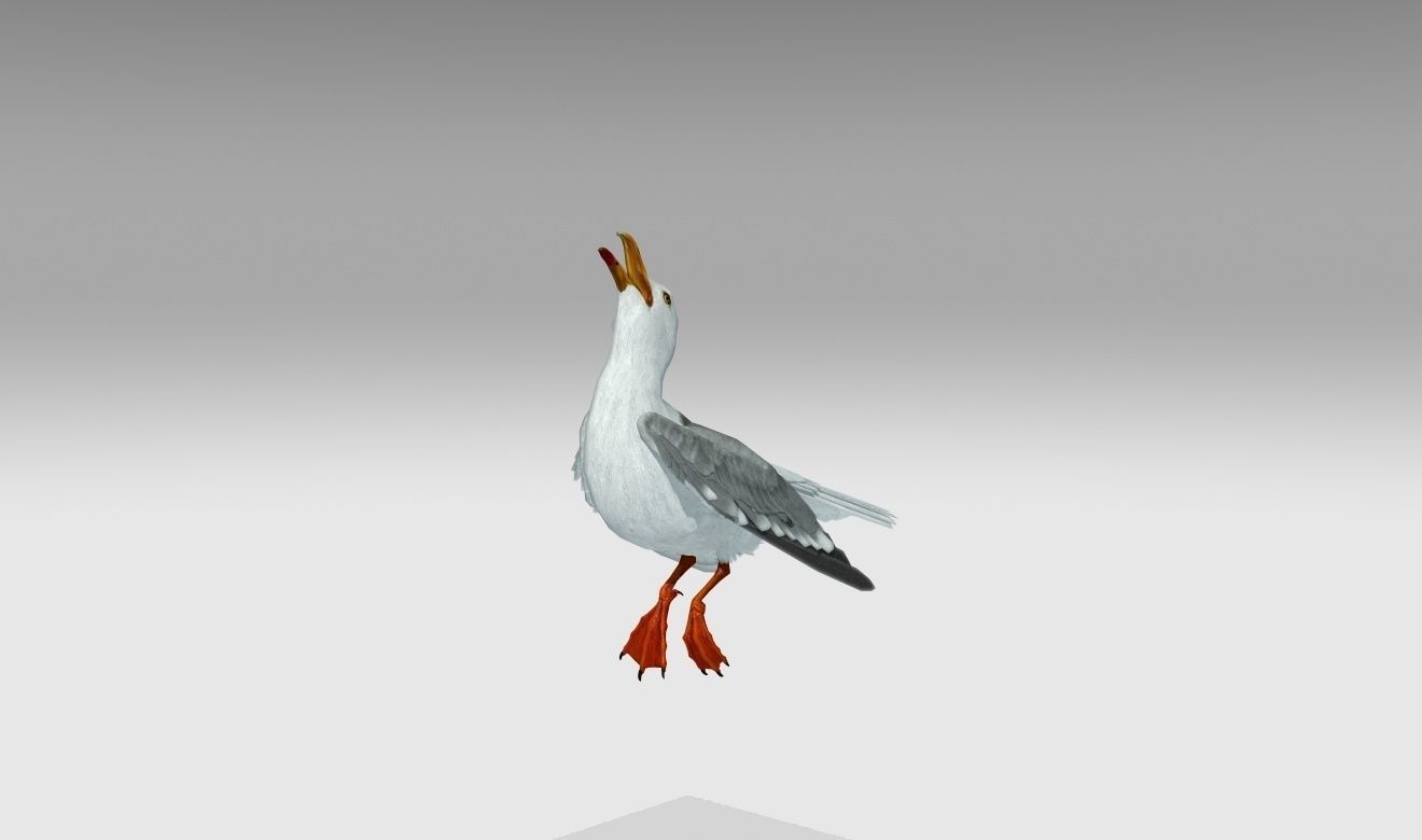 Seagull Low-poly 3D model_11