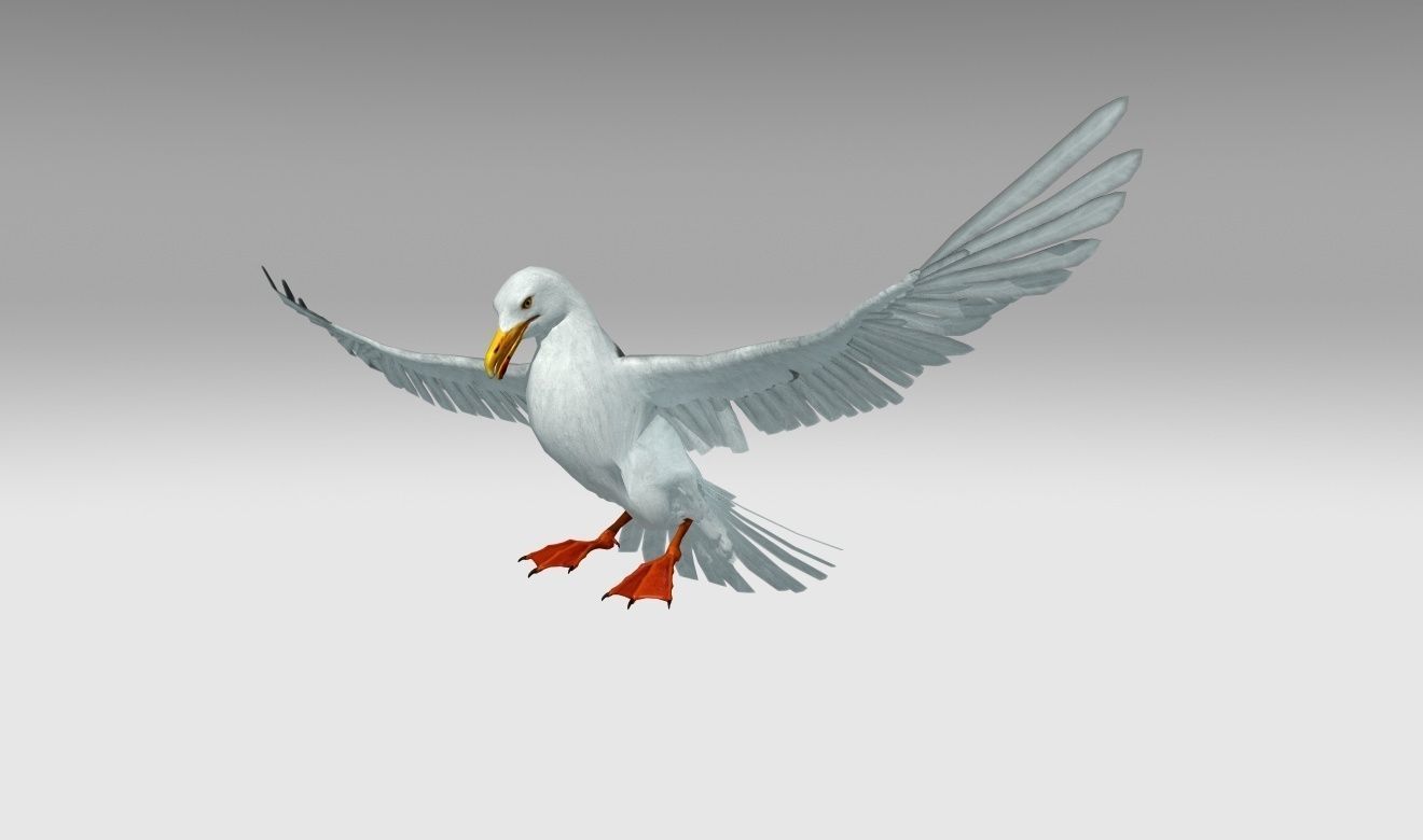 Seagull Low-poly 3D model_9