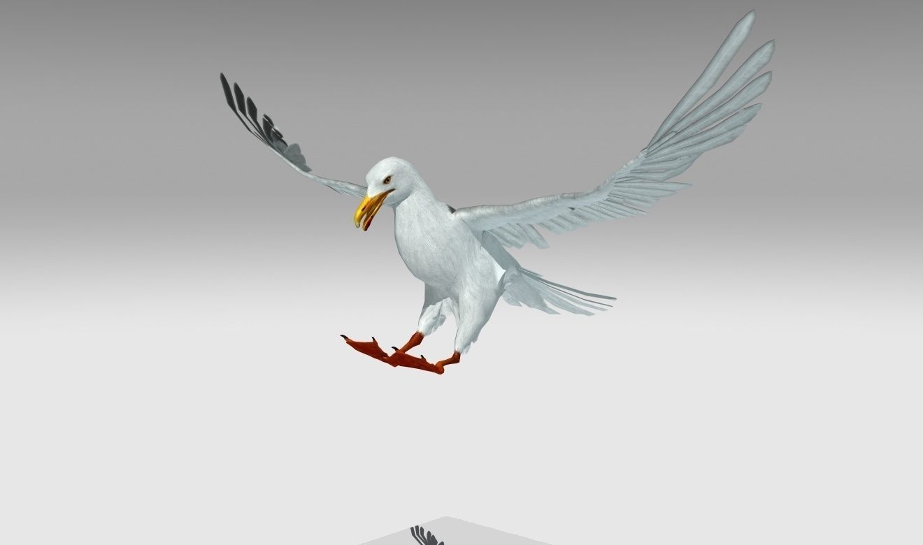 Seagull Low-poly 3D model_12