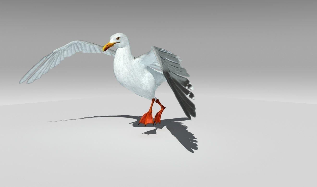 Seagull Low-poly 3D model_6