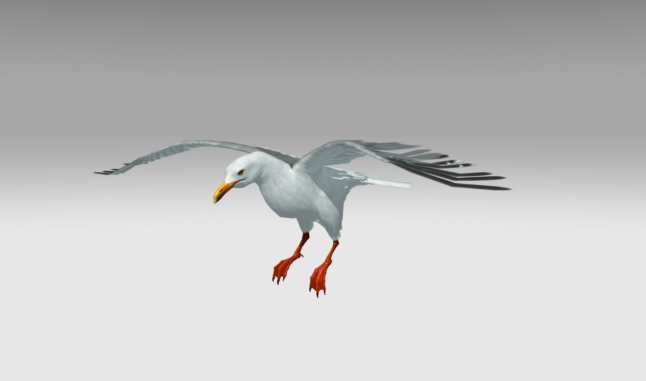 Seagull Low-poly 3D model_4
