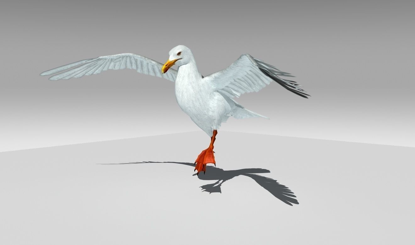 Seagull Low-poly 3D model_10