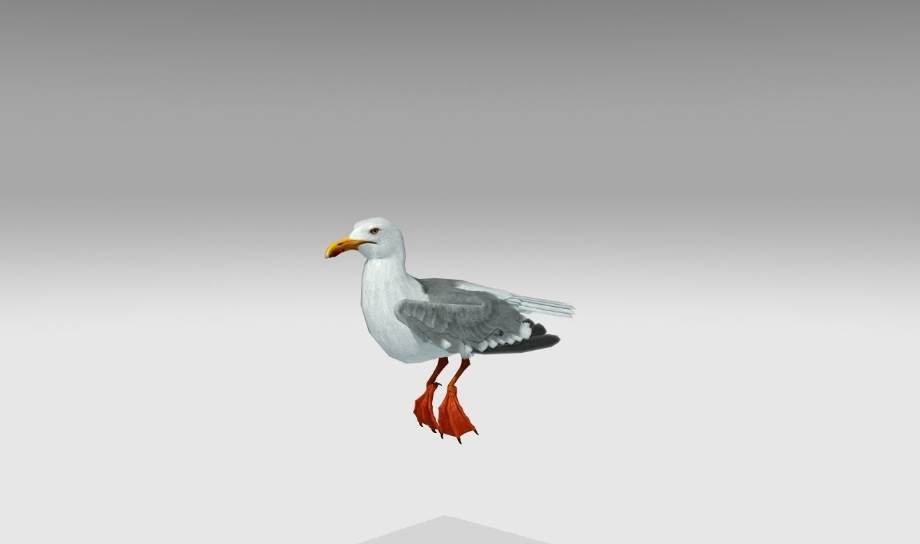 Seagull Low-poly 3D model_8