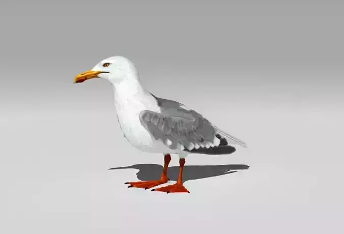 Seagull Low-poly 3D model