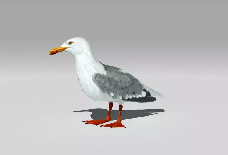 Seagull Low-poly 3D model_0