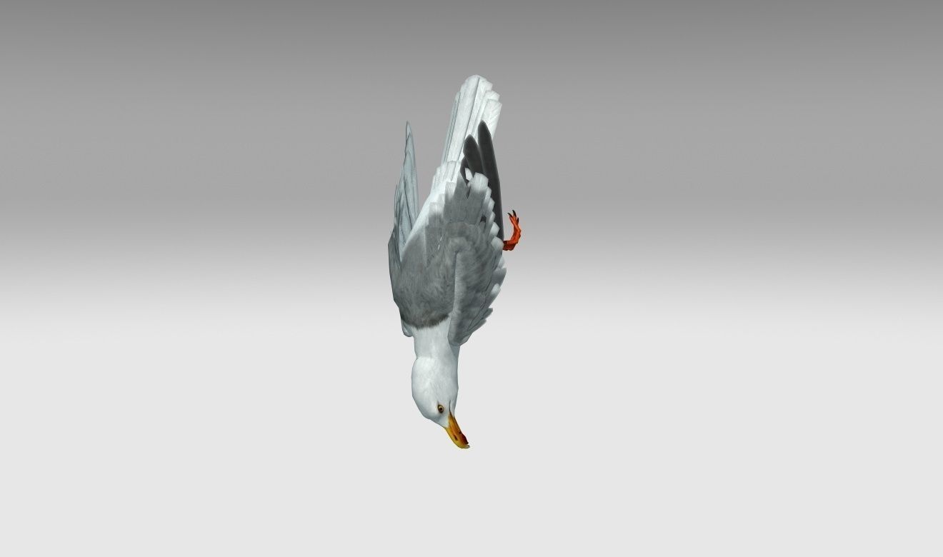 Seagull Low-poly 3D model_7