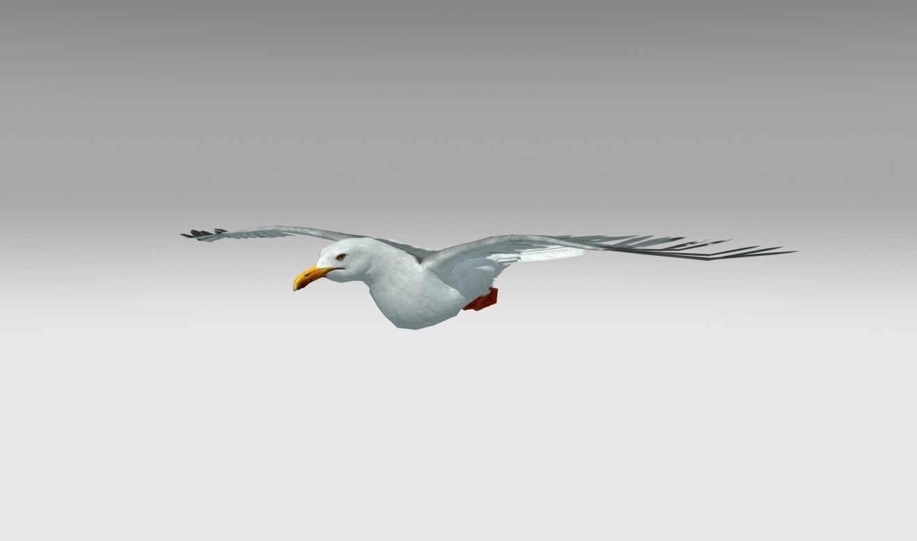 Seagull Low-poly 3D model_5