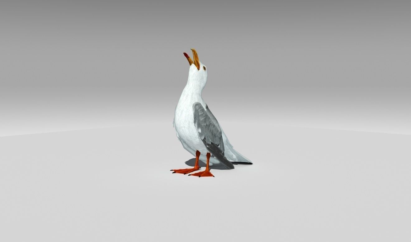 Seagull Low-poly 3D model_1