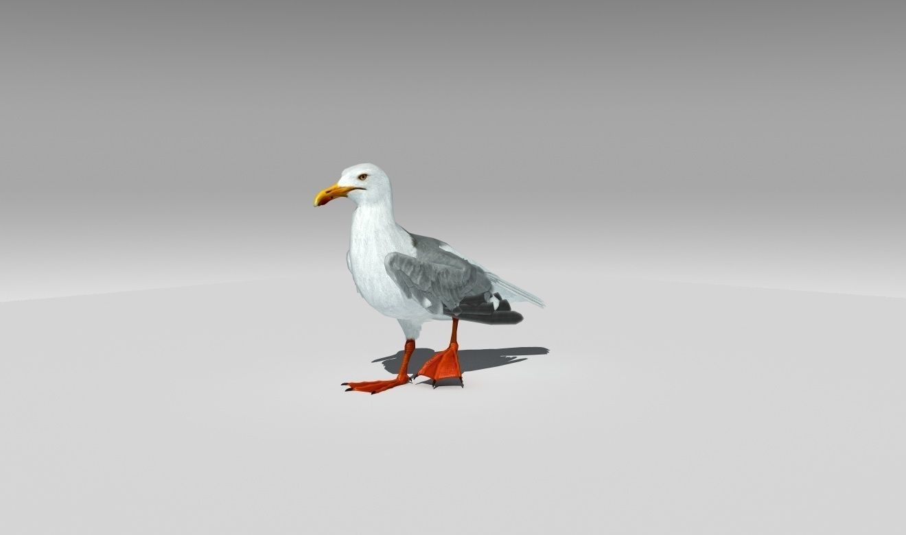 Seagull Low-poly 3D model_2