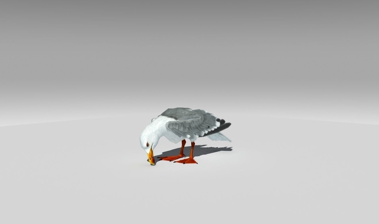 Seagull Low-poly 3D model_3