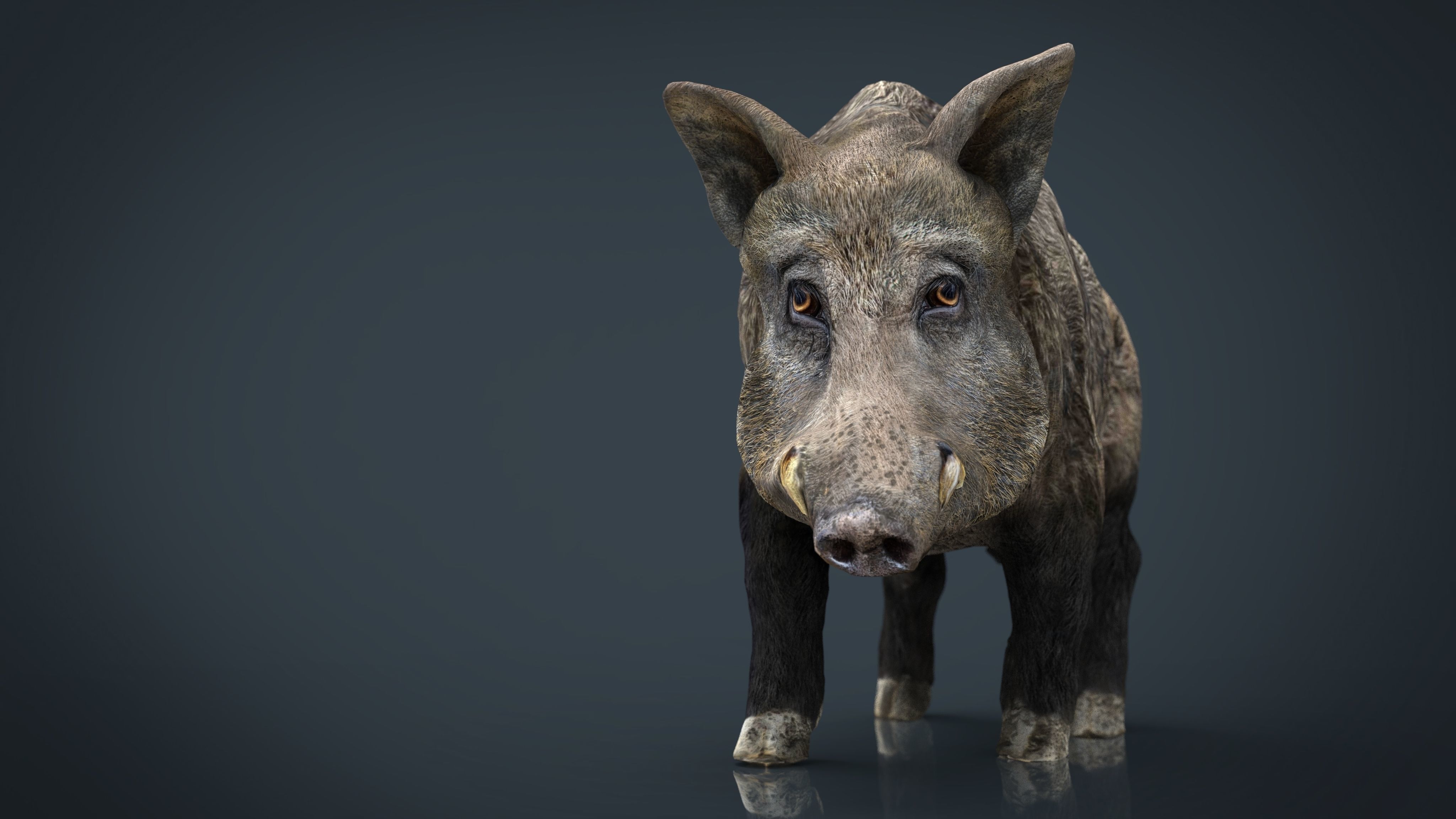Wild Boar Low-poly 3D model_12