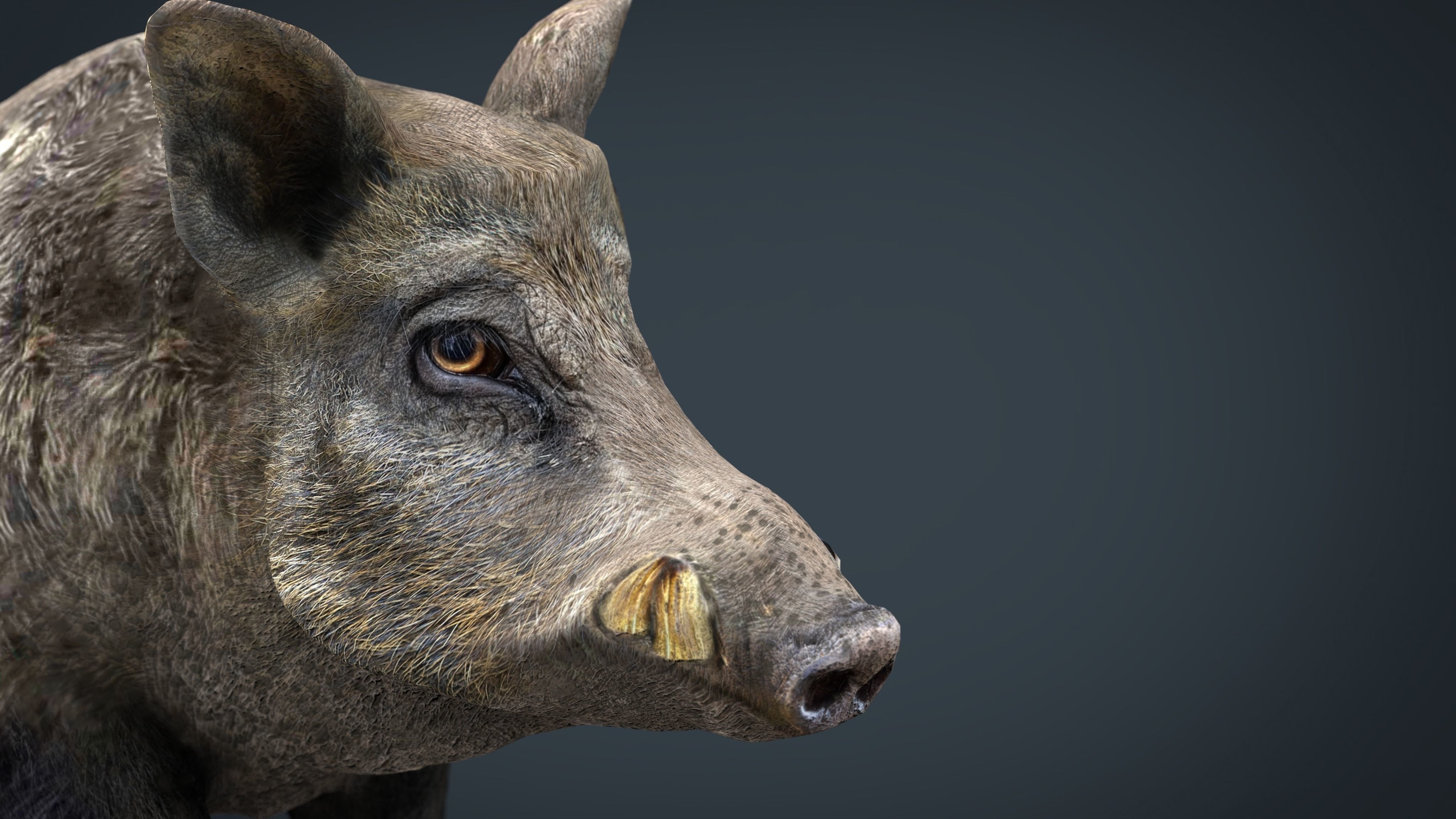 Wild Boar Low-poly 3D model_13