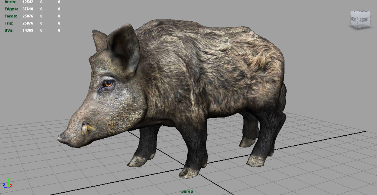 Wild Boar Low-poly 3D model_2