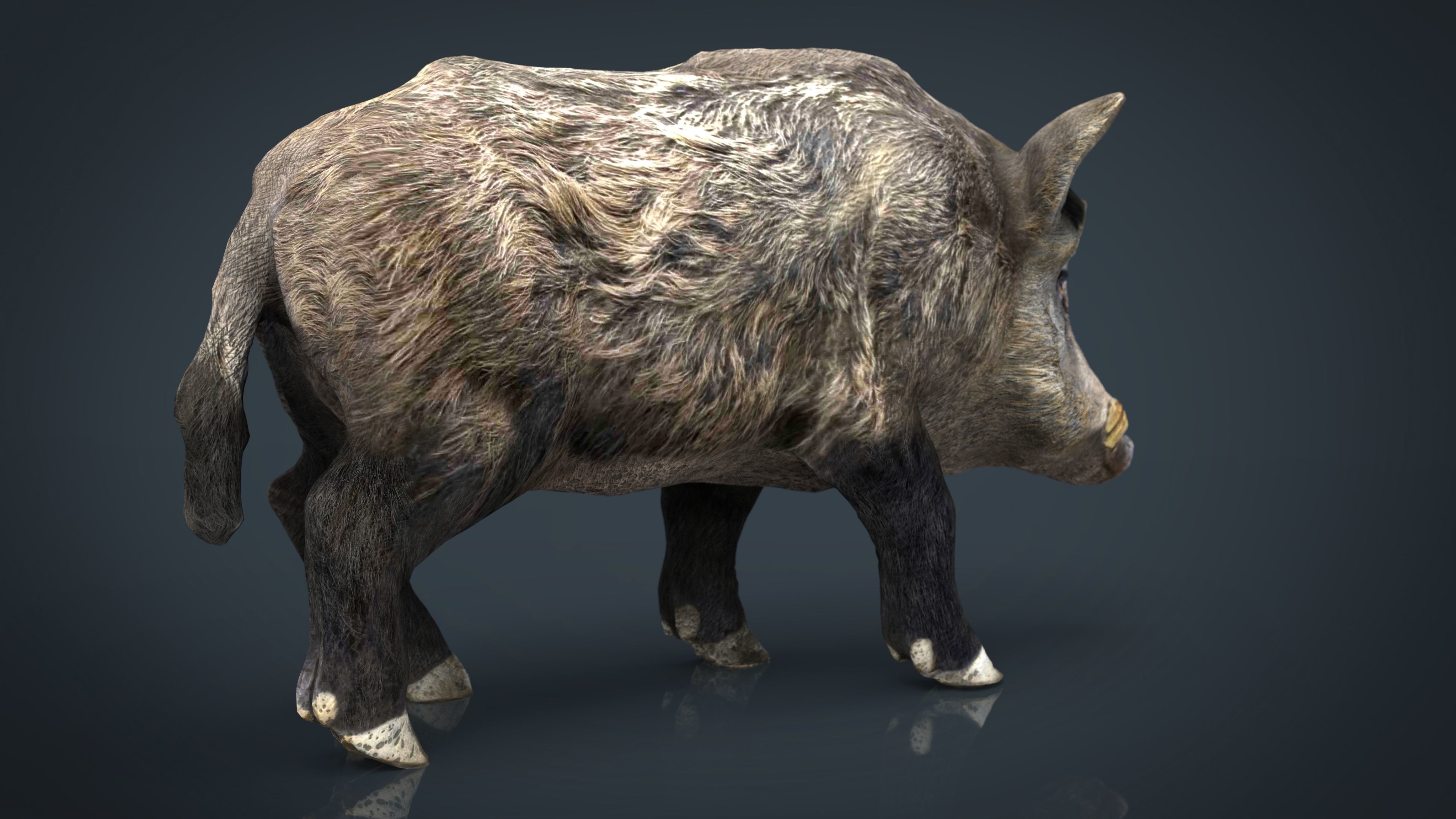 Wild Boar Low-poly 3D model_14