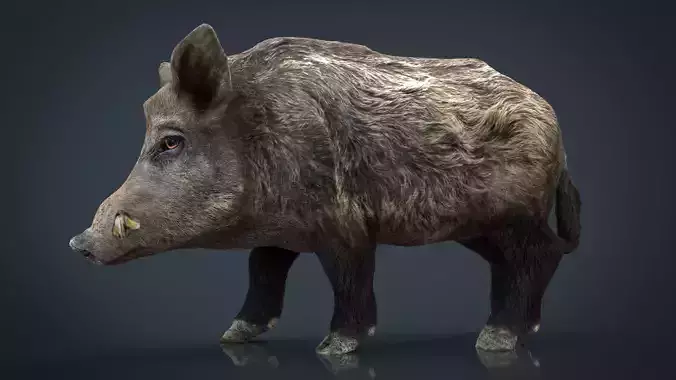 Wild Boar Low-poly 3D model