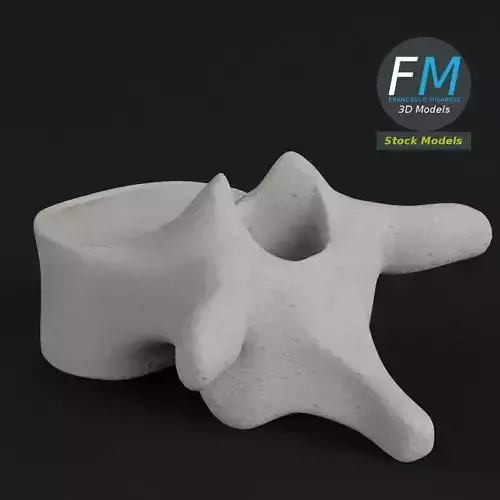 Anatomy - Thoracic vertebra 3D model