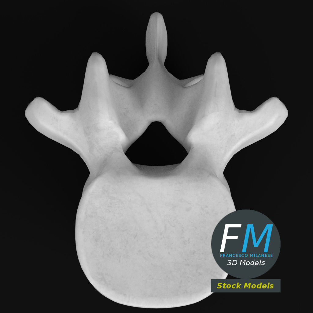 Anatomy - Lumbar vertebra 3D model_6