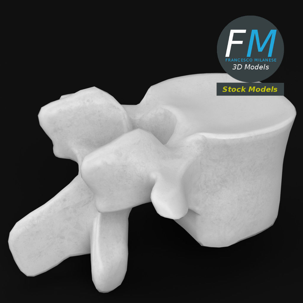 Anatomy - Lumbar vertebra 3D model_2