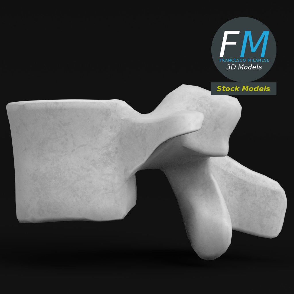 Anatomy - Lumbar vertebra 3D model_4