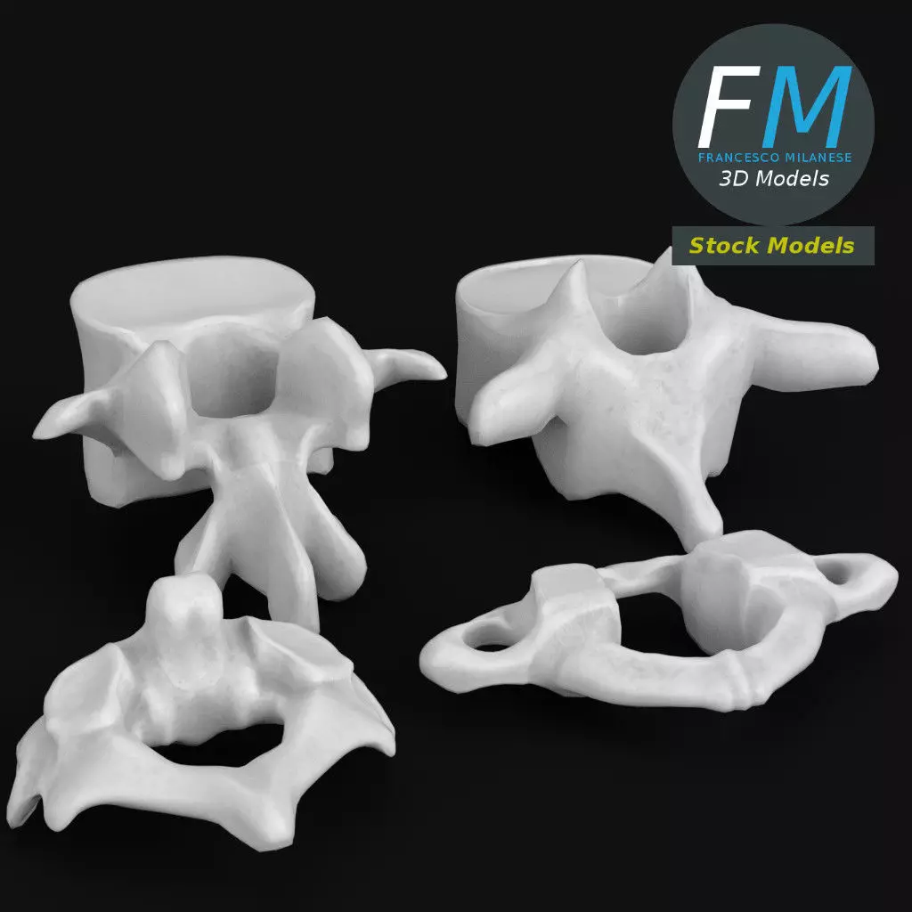Anatomy - Human vertebrae set 3D model_0