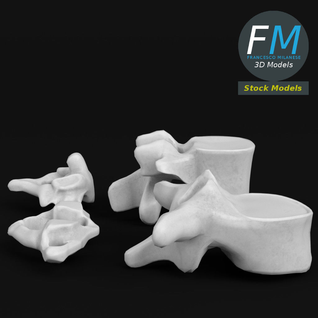 Anatomy - Human vertebrae set 3D model_4