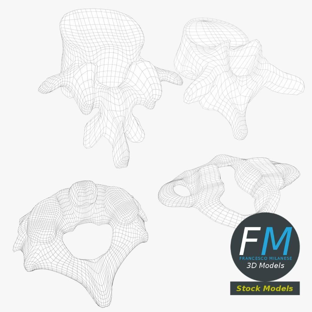 Anatomy - Human vertebrae set 3D model_7