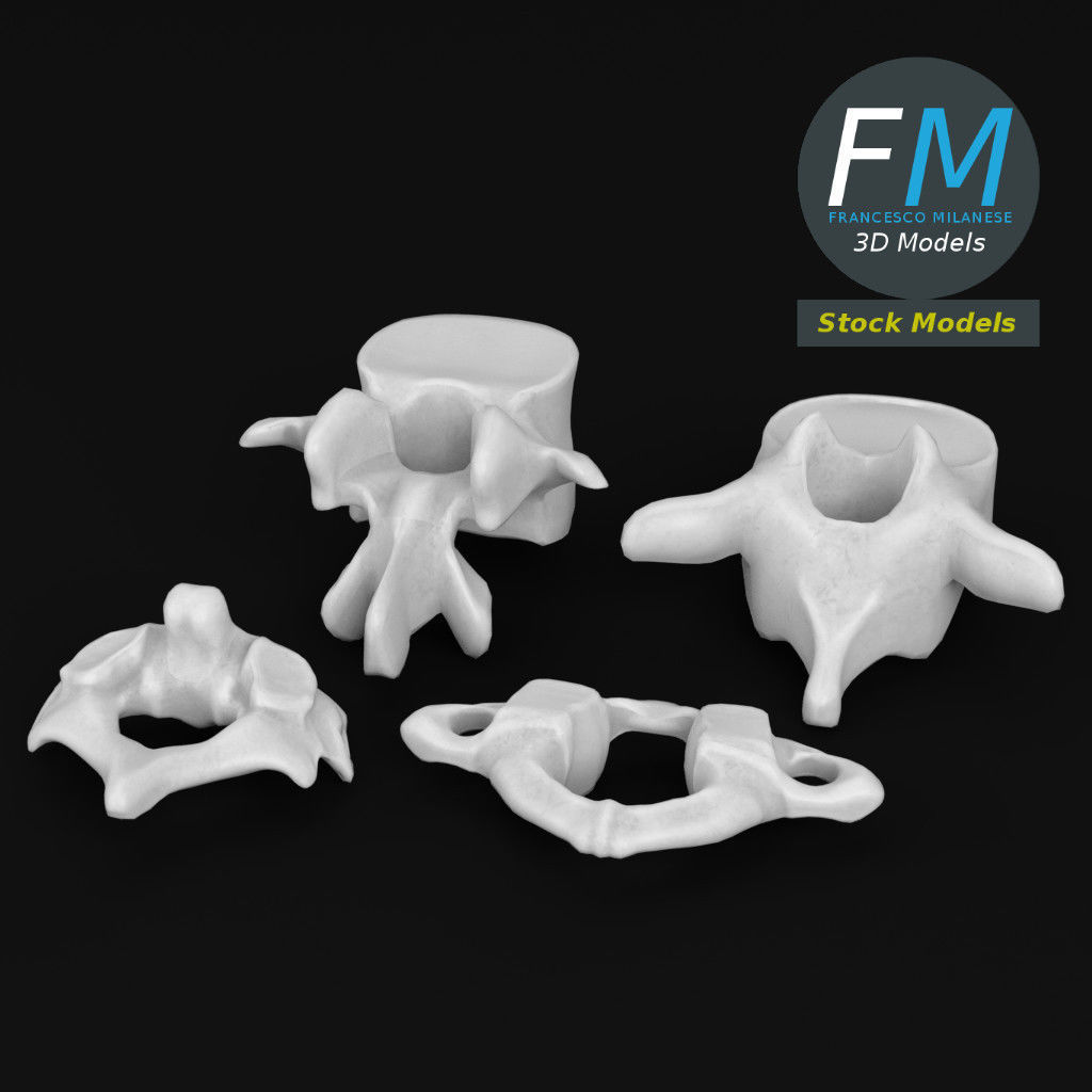 Anatomy - Human vertebrae set 3D model_2