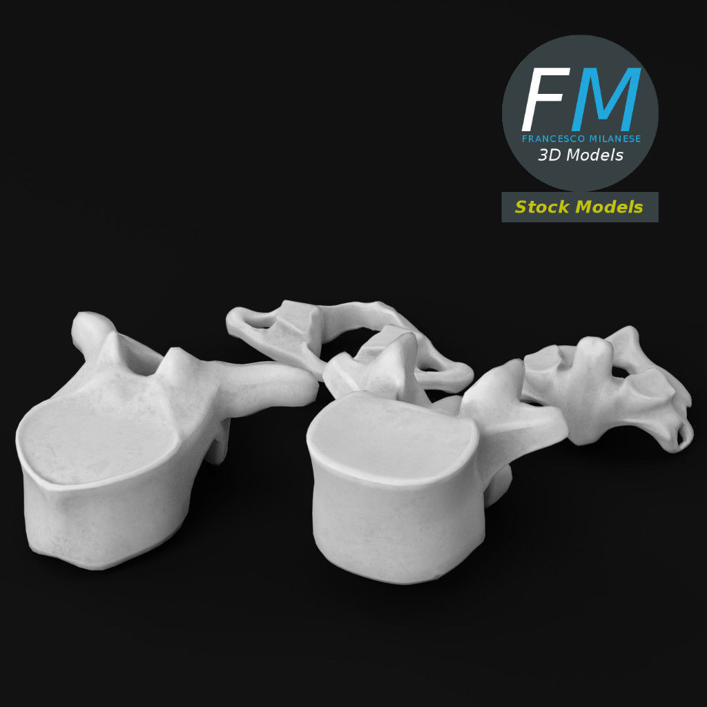Anatomy - Human vertebrae set 3D model_5