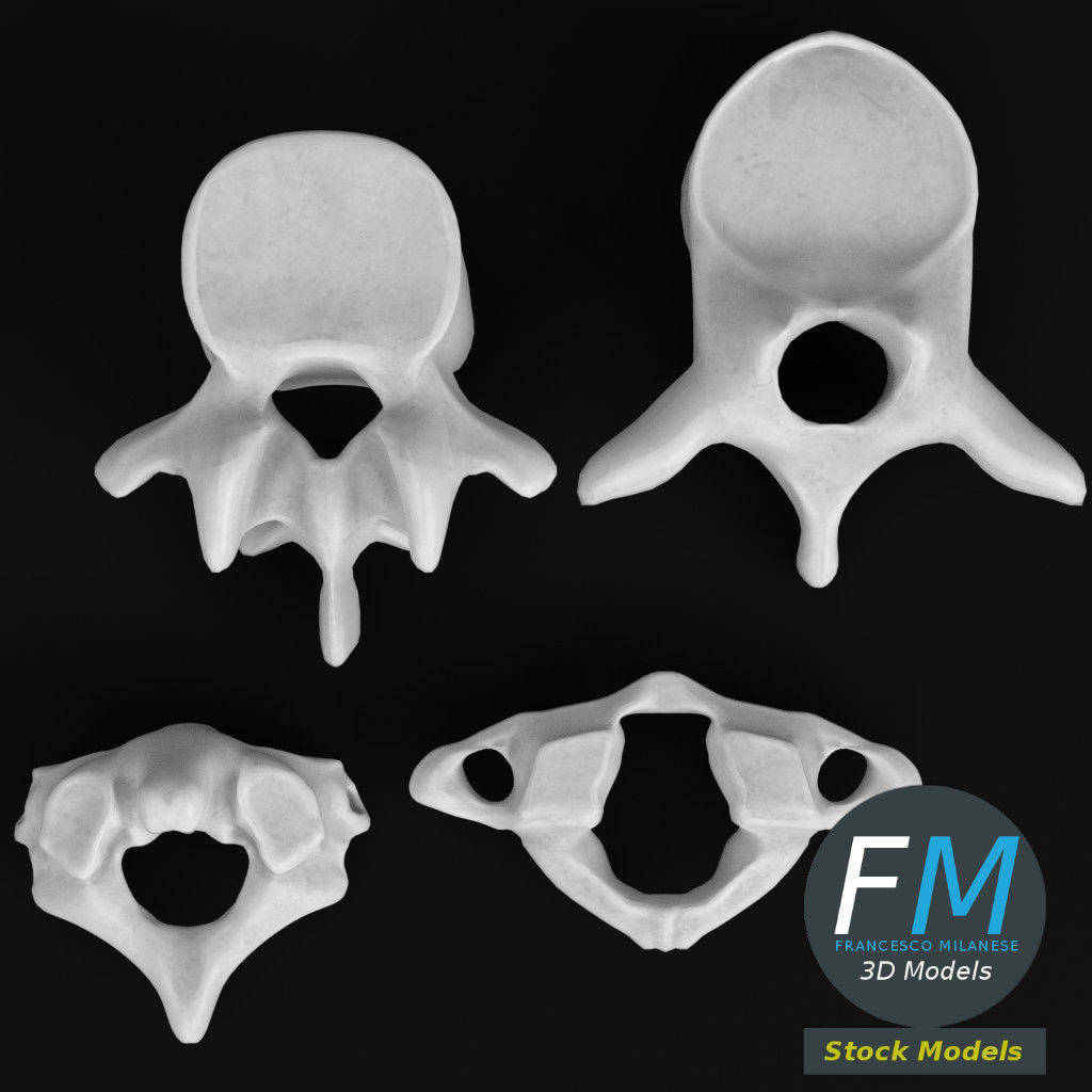 Anatomy - Human vertebrae set 3D model_6