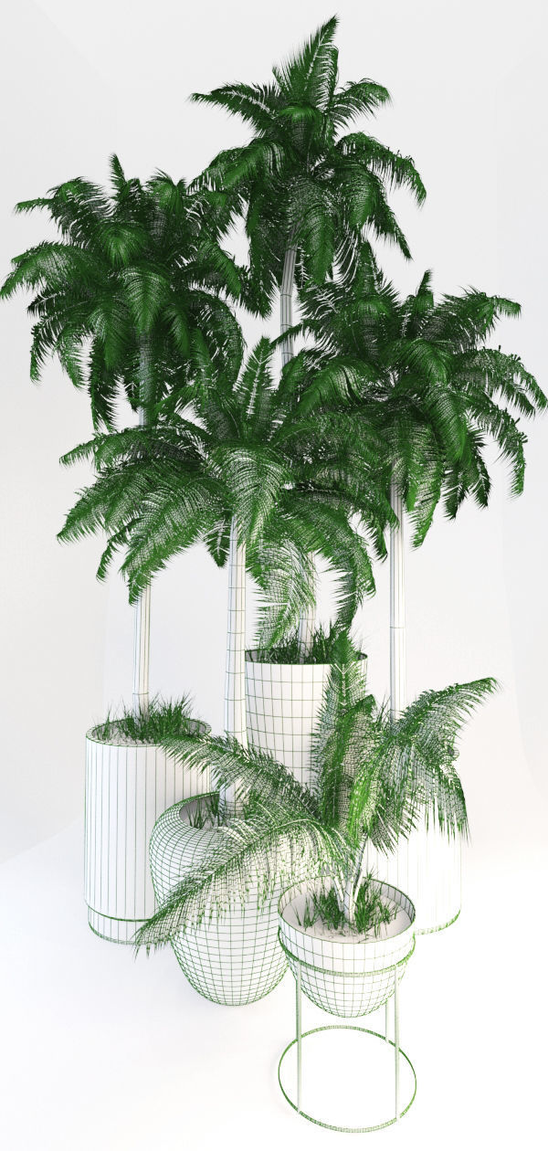 Palms tree 02 3D model_4