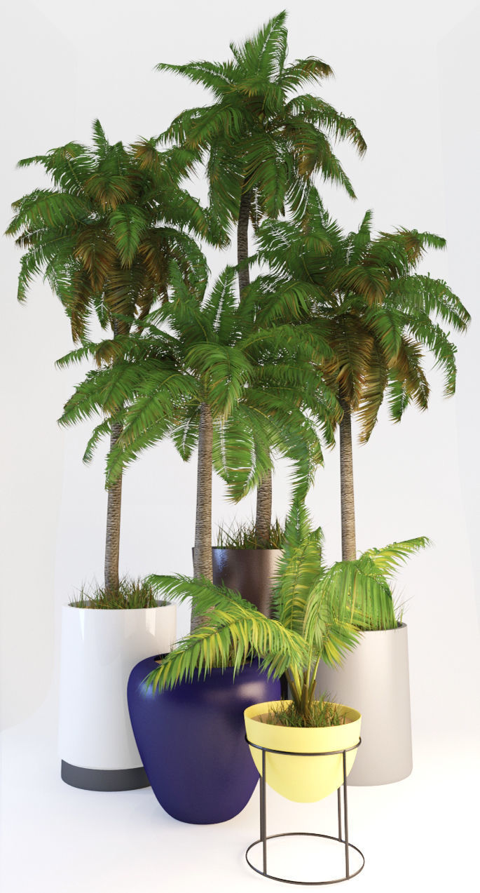 Palms tree 02 3D model_1