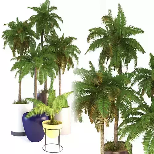 Palms tree 02 3D model