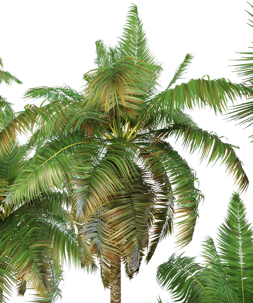 Palms tree 02 3D model_2