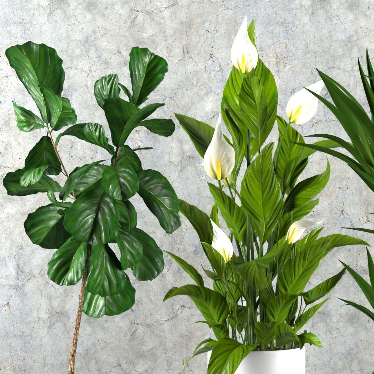 Contemporary house plant set 3D model_1