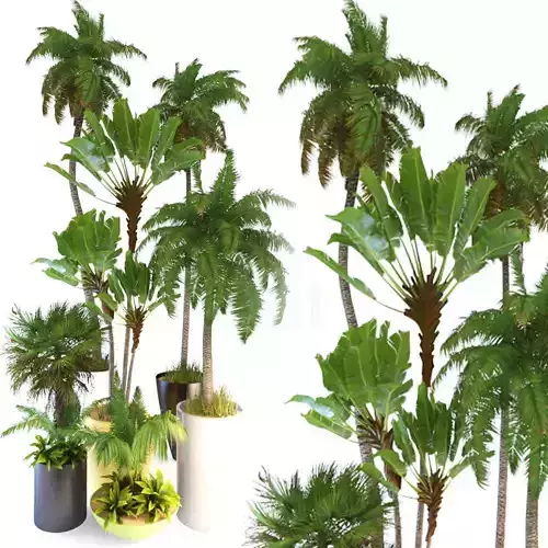 Halm trees 03 3D model