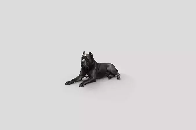 Realistic Cane Corso Lying Dog 3D model