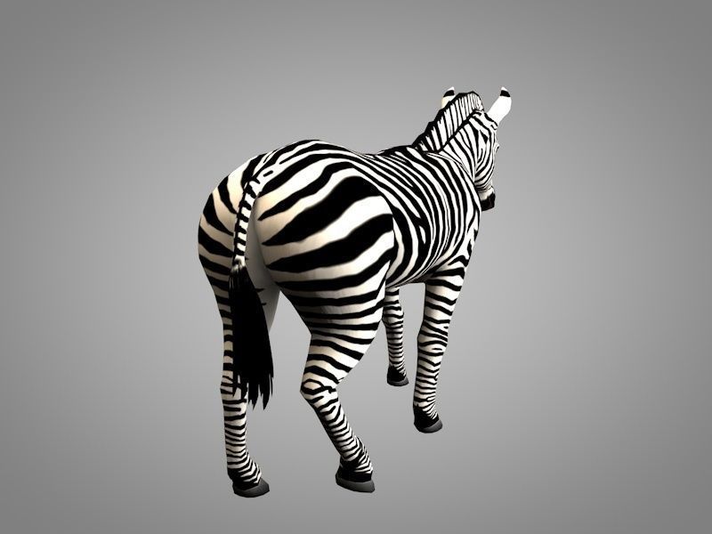 Zebra running Low-poly 3D model_2