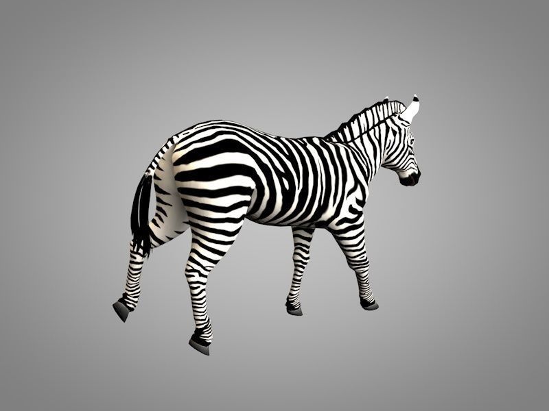 Zebra running Low-poly 3D model_3