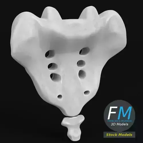 Anatomy - Sacrum and Coccyx 3D model