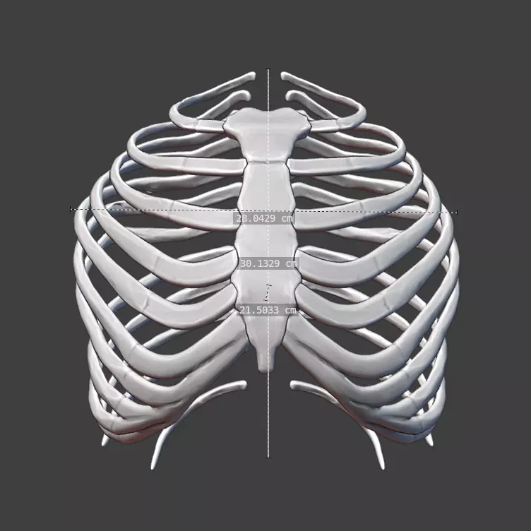 Adult Human Rib Cage STL Anatomically Accurate 3D Printable 3D print model