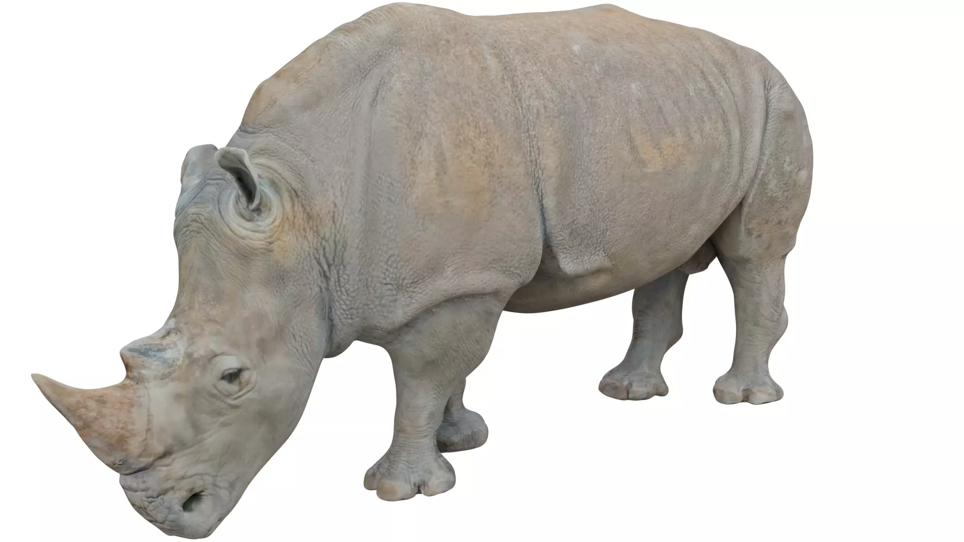 Rhinoceros 3D model