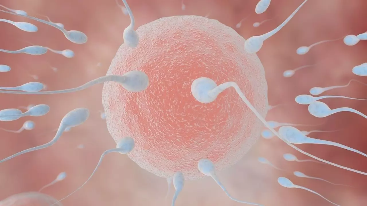 fertilization process 3D model_0